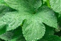 raindrops on green vine leaves closeup macro photography Royalty Free Stock Photo