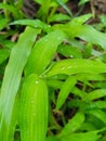 raindrops on green wild grass leaves Royalty Free Stock Photo