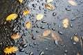 raindrops hitting a puddle on the ground