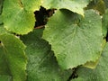 Raindrops on the grape leaves III Royalty Free Stock Photo