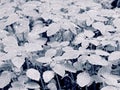 Raindrops on Impatiens glandulifera leaves, monochrome image