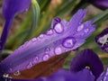 Raindrops on Iris Petal