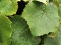 Raindrops on the grape leaves IV Royalty Free Stock Photo