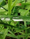 Raindrops keep falling Royalty Free Stock Photo