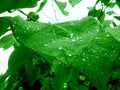 Wet Leaves Royalty Free Stock Photo