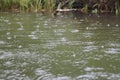 Raindrops on the lake Royalty Free Stock Photo