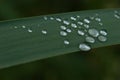 Raindrops on a leaf