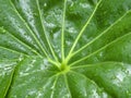 Raindrops on a leaf