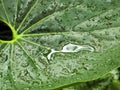 Raindrops on a leaf