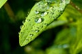 Raindrops on leaf Royalty Free Stock Photo