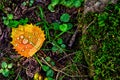 Raindrops on a leaf against mossy ground Royalty Free Stock Photo
