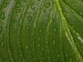 Raindrops on leaf Royalty Free Stock Photo