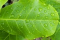 The raindrops on the leaf are bright and clean. The leaves are macro water patterns. The top view and the layers of leaves. Royalty Free Stock Photo