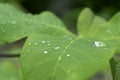 The raindrops on the leaf are bright and clean. The leaves are macro water patterns. The top view and the layers of leaves. Royalty Free Stock Photo