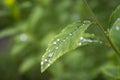 Raindrops on the leaf close-up image. Royalty Free Stock Photo