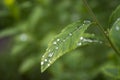 Raindrops on the leaf close-up image. Royalty Free Stock Photo