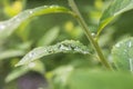 Raindrops on the leaf close-up image. Royalty Free Stock Photo