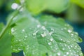 Raindrops on a leaf Royalty Free Stock Photo