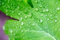 Raindrops on a leaf Royalty Free Stock Photo