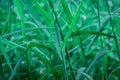 Raindrops on leaf. Close up of rain water dew droplets on grass crop plant. Sunlight reflection. Rural scene in agricultural field Royalty Free Stock Photo