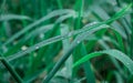 Raindrops on leaf. Close up of rain water dew droplets on grass crop plant. Sunlight reflection. Rural scene in agricultural field Royalty Free Stock Photo