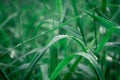 Raindrops on leaf. Close up of rain water dew droplets on grass crop plant. Sunlight reflection. Rural scene in agricultural field Royalty Free Stock Photo