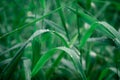 Raindrops on leaf. Close up of rain water dew droplets on grass crop plant. Sunlight reflection. Rural scene in agricultural field Royalty Free Stock Photo