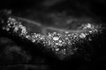 Raindrops on the leaf closeup. BW photo Royalty Free Stock Photo