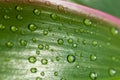 Raindrops on the leaf Cordyline fruticosa Royalty Free Stock Photo