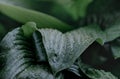 Raindrops on a leaf. Earlier morning in the garden.