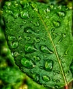 Raindrops Leaf Europe Nature Floral Macro