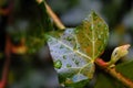 Raindrops on a leaf