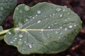 Raindrops on Leaf in Garden