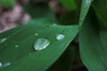 Raindrops on a leaf. Green leaves natural background. Lily of the valley Convallaria majalis in the spring forest after rain. Royalty Free Stock Photo