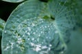 Raindrops on a leaf of hosta bush also known as plantain lily, widely cultivated as shade-tolerant foliage plants