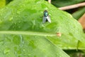 raindrops on a leaf with Insects flying on the leaf