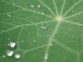 Raindrops on a leaf of nasturtium. Background image with lowered contrast Royalty Free Stock Photo