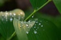 Raindrops on a leaf of a plant in the forest Royalty Free Stock Photo