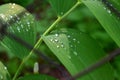 Raindrops on a leaf of a plant in the forest Royalty Free Stock Photo