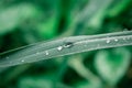 Raindrops on leaf. Rain drop on Leaves. Extreme Close up of rain water dew droplets on blade of grass. Sunlight reflection. Winter