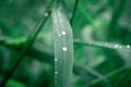 Raindrops on leaf. Rain drop on Leaves. Extreme Close up of rain water dew droplets on blade of grass. Sunlight reflection. Winter