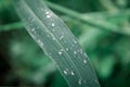 Raindrops on leaf. Rain drop on Leaves. Extreme Close up of rain water dew droplets on blade of grass. Sunlight reflection. Winter