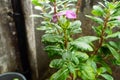 Raindrops on leaf. Raindrop on leaves images. Beautiful rainy season, water drop on green leaf, small flower plant, nature