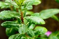 Raindrops on leaf. Raindrop on leaves images. Beautiful rainy season, water drop on green leaf, small flower plant, nature Royalty Free Stock Photo