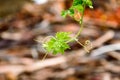 Raindrops on leaf. Raindrop on leaves images. Beautiful rainy season, water drop on green leaf, small flower plant, nature Royalty Free Stock Photo