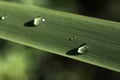 Raindrops on the  leaf Royalty Free Stock Photo