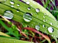 Raindrops in a leaf Royalty Free Stock Photo