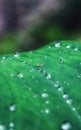 Raindrops on the leaf with spyder. Royalty Free Stock Photo