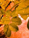 Raindrops Leaf Texture Vintage Wallpaper Royalty Free Stock Photo