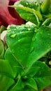 Raindrops on leaf